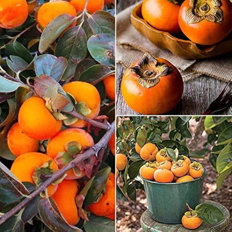 Japanese Persimmon Fruit Seeds
