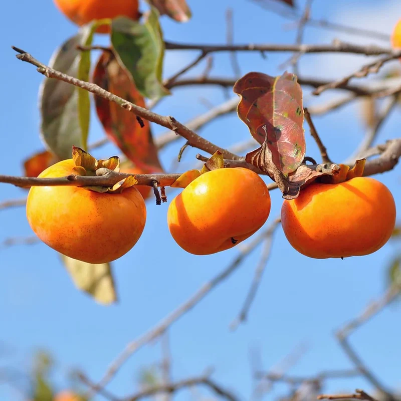 Japanese Persimmon Fruit Seeds