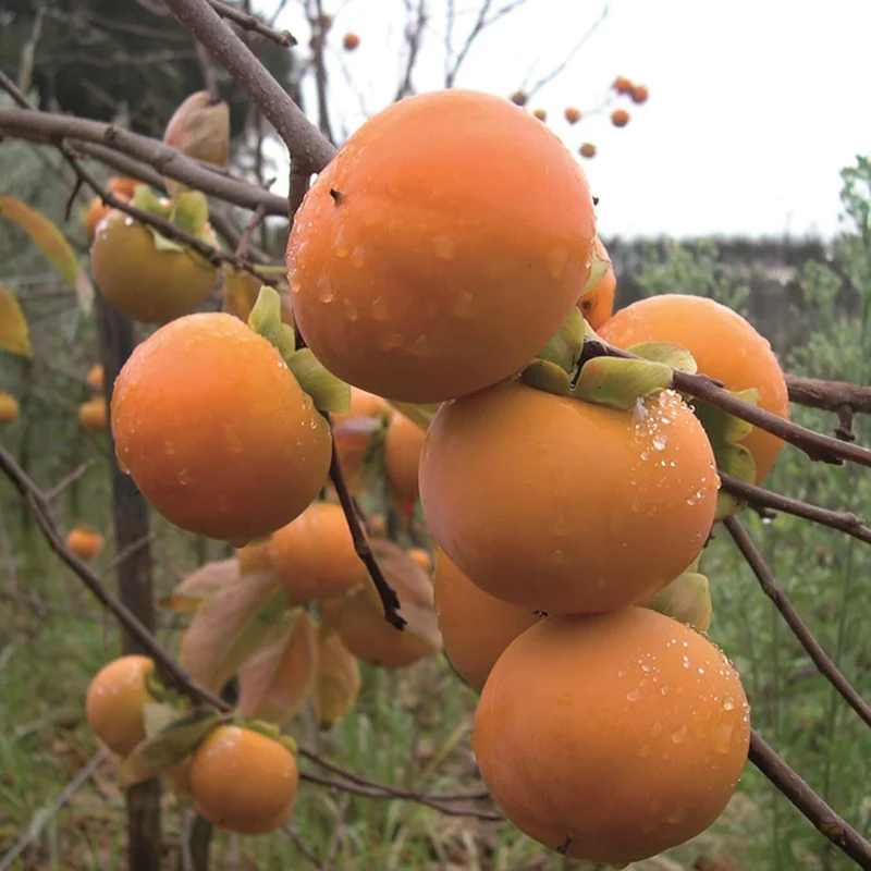 Japanese Persimmon Fruit Seeds