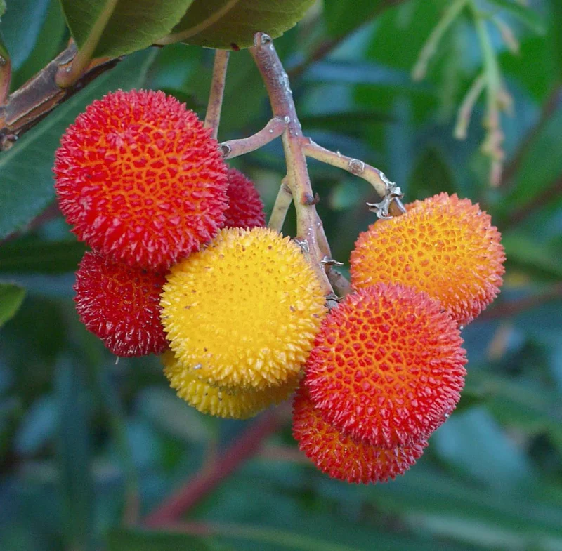 Strawberry Tree Fruit Seeds
