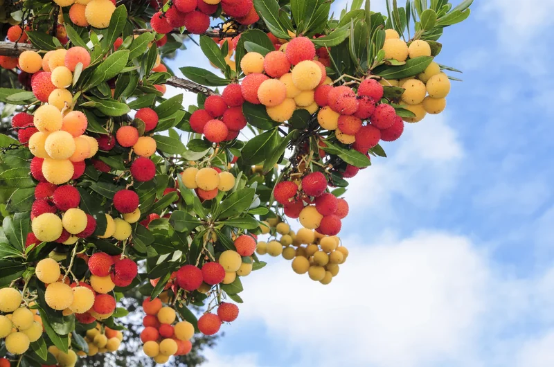 Strawberry Tree Fruit Seeds