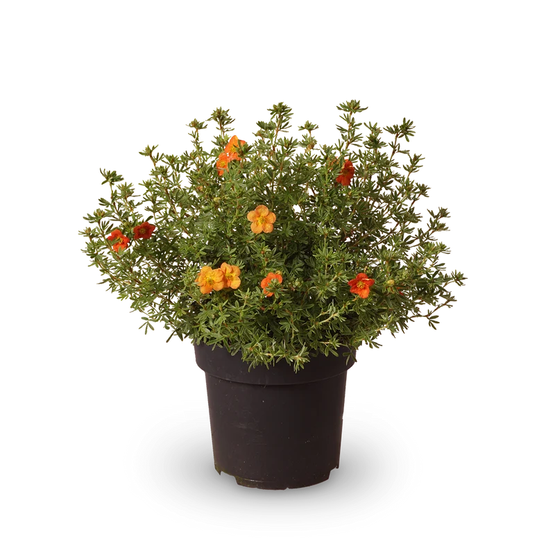 Fünffingerstrauch 'Red Ace'