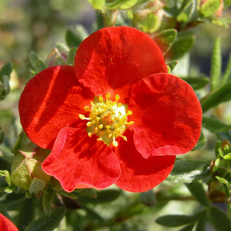 Fünffingerstrauch 'Red Ace'