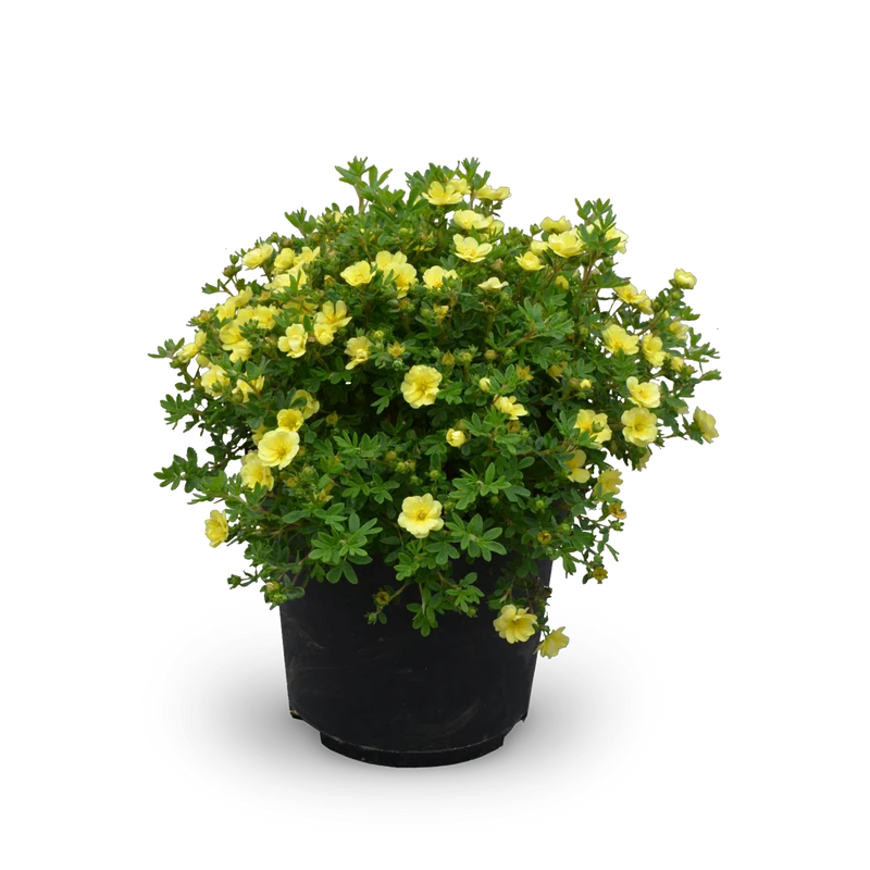 Fünffingerstrauch 'Lemon Meringue'®