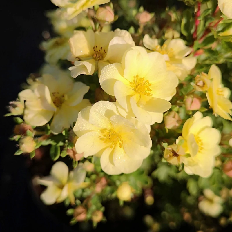 Fünffingerstrauch 'Lemon Meringue'®