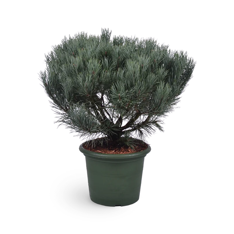 Silberkiefer 'Watereri'