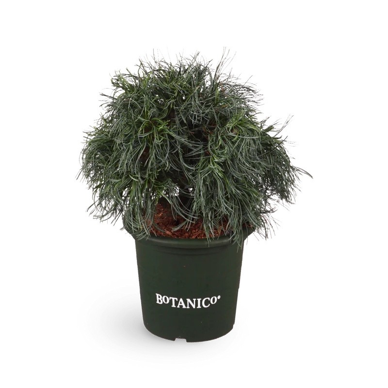 Pinus strobus 'Tiny Curls'