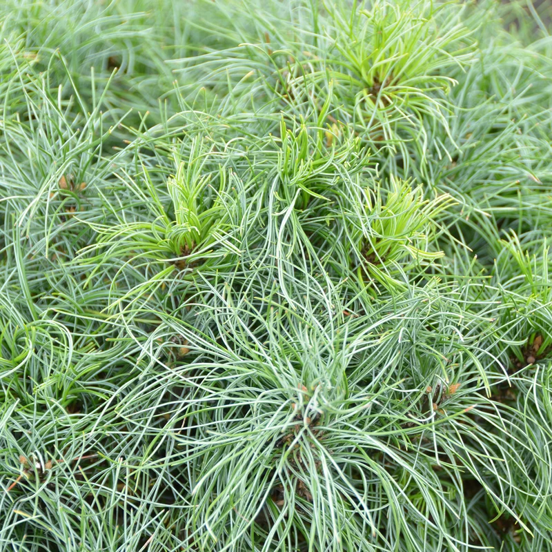 Pinus strobus 'Tiny Curls'