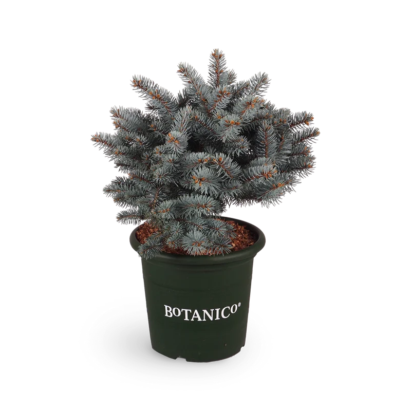 Picea pungens 'Glauca Globosa'