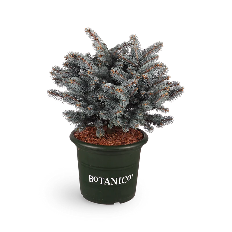 Picea pungens 'Glauca Globosa'