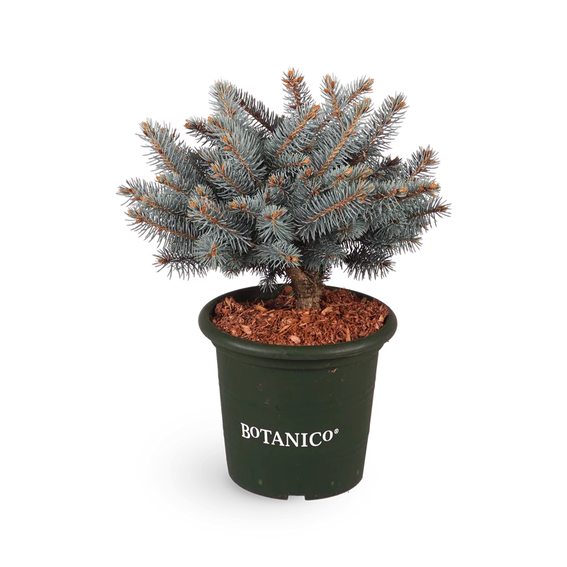 Picea pungens 'Glauca Globosa'