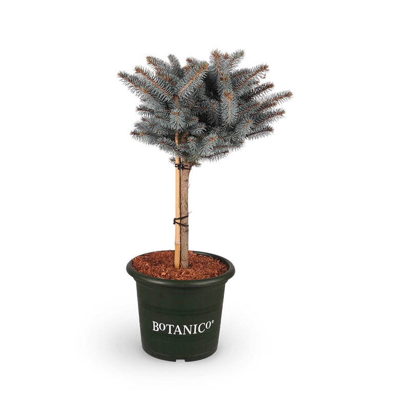 Picea pungens 'Glauca Globosa'