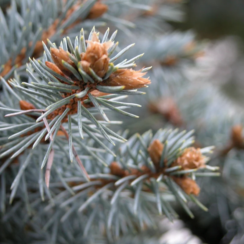 Picea pungens 'Glauca Globosa'