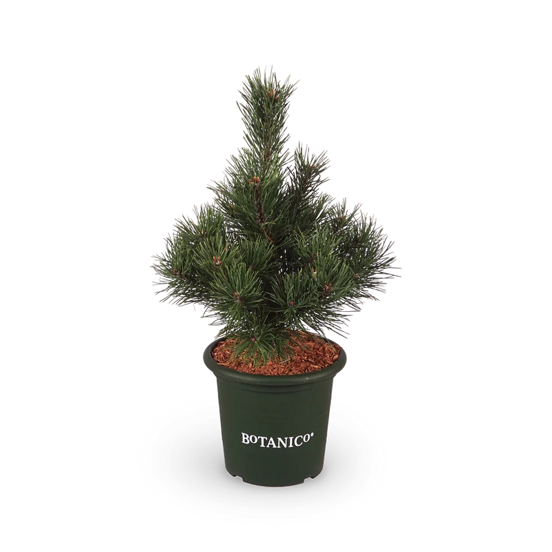 Pinus mugo 'Gnom'