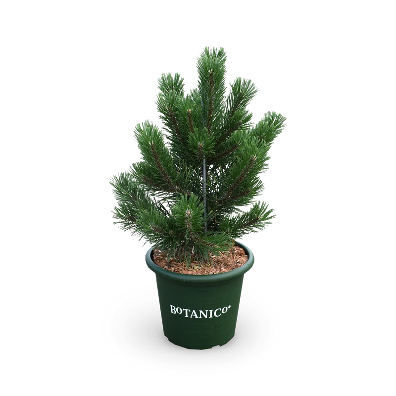 Pinus mugo 'Gnom'