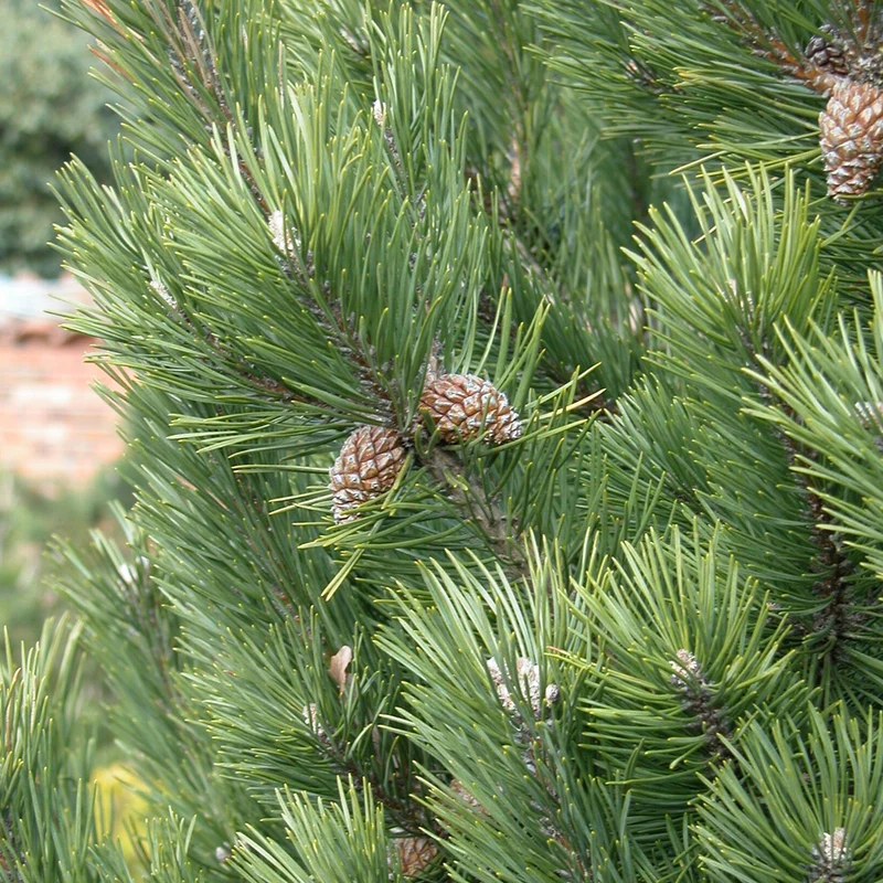Pinus mugo 'Gnom'