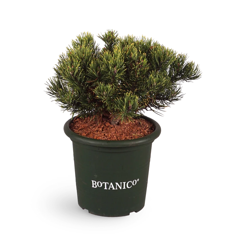 Pinus mugo 'Carsten´s Wintergold'