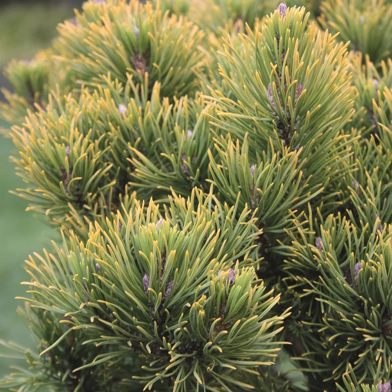 Pinus mugo 'Carsten´s Wintergold'