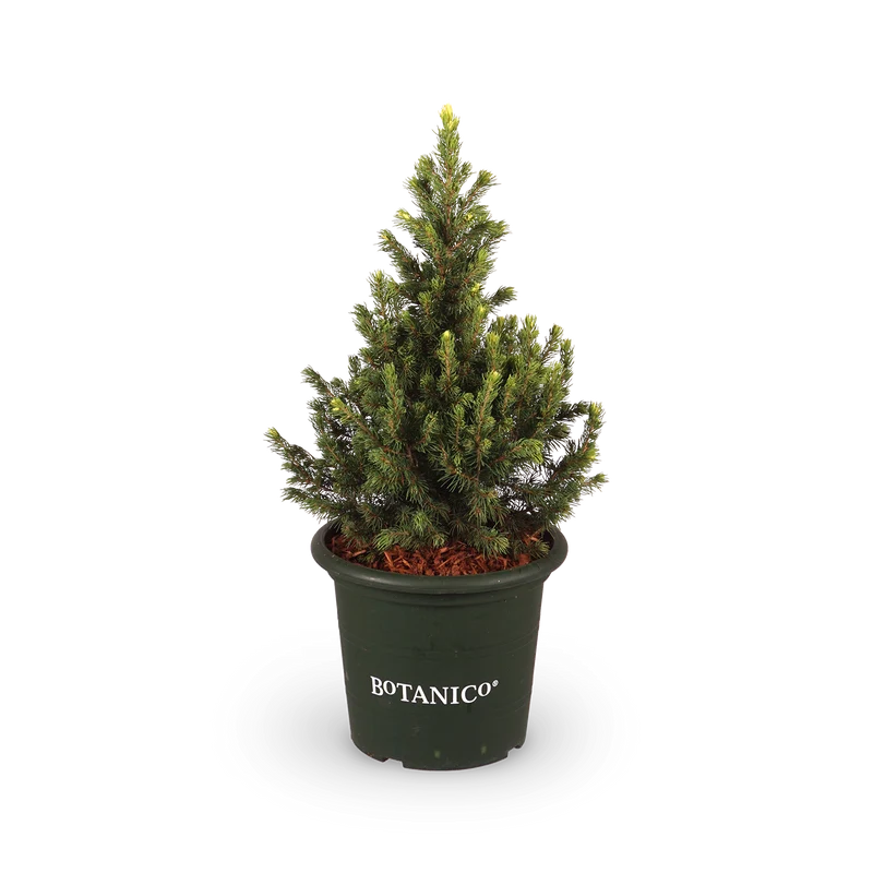 Picea glauca 'Rainbow's End'