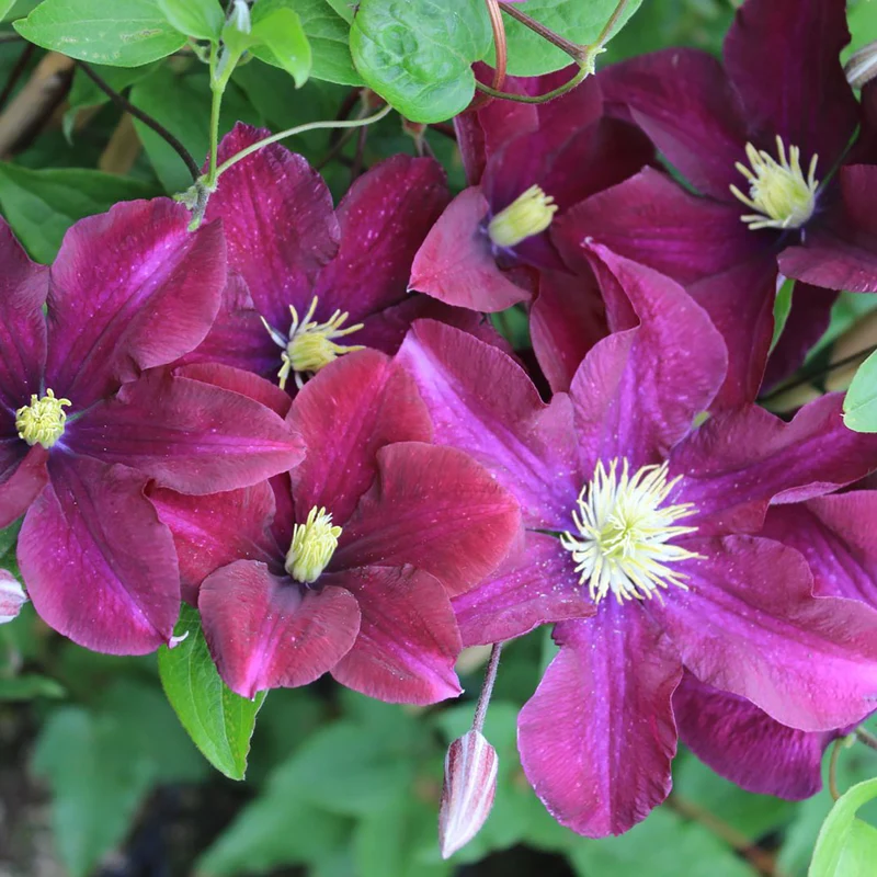 Clematis 'Warszawska Nike'