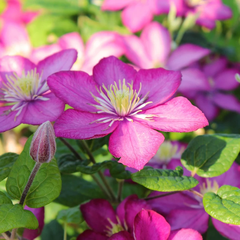 Clematis 'Ville de Lyon'