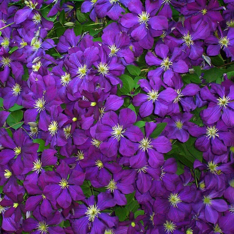 Clematis 'Blue Belle'