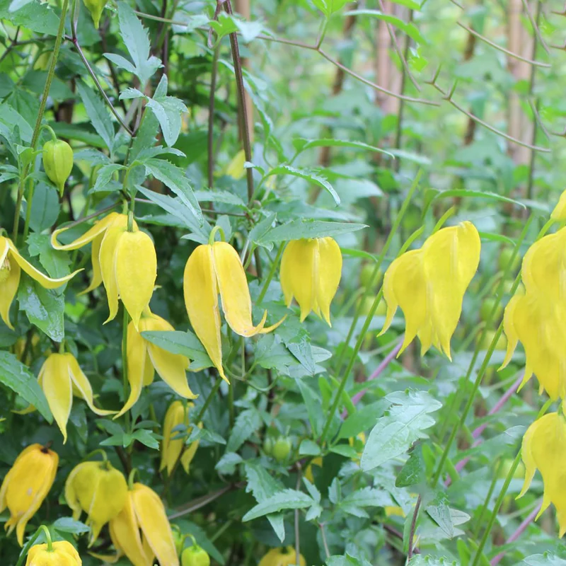 Gold-Waldrebe
