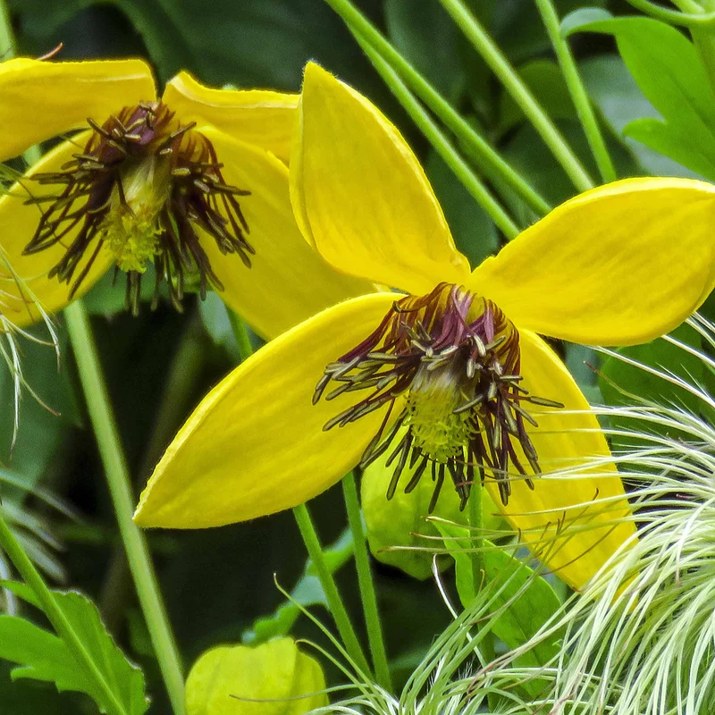 Clematis 'Golden Harvest'