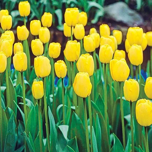 Tulipa Apeldoorn Yellow, Darwin - 15 Stück