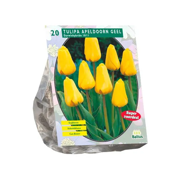 Tulipa Apeldoorn Yellow, Darwin - 15 Stück