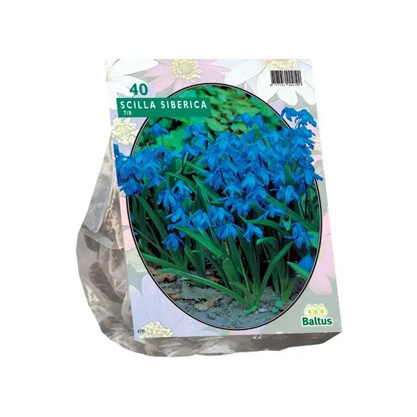 Scilla Siberica - 40 Stück
