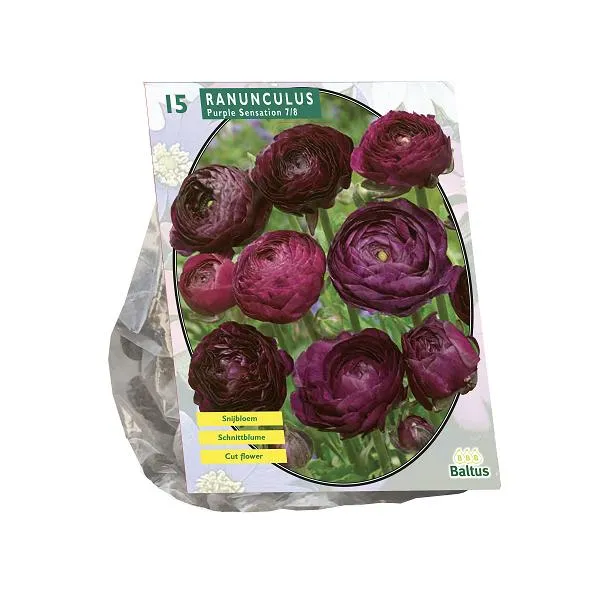 Ranunculus Purple Sensation - 15 Stück