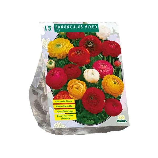 Ranunkeln, Mischung – 15 Stück