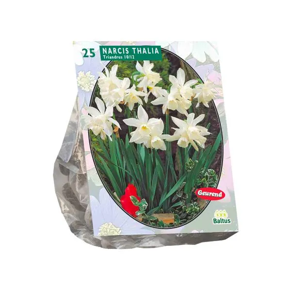Narziss Mini Thalia - 20 Stück