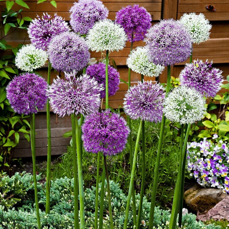Allium-Mix Lila-Weiß - 15 Stück