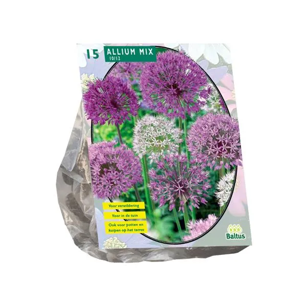 Allium-Mix Lila-Weiß - 15 Stück