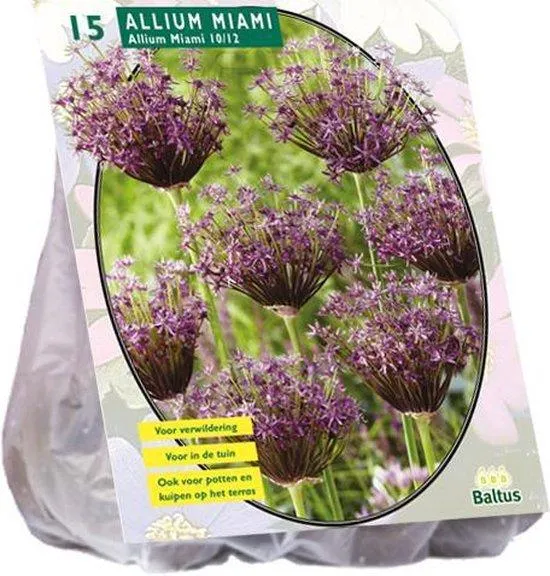 Allium Miami - 15 Stück