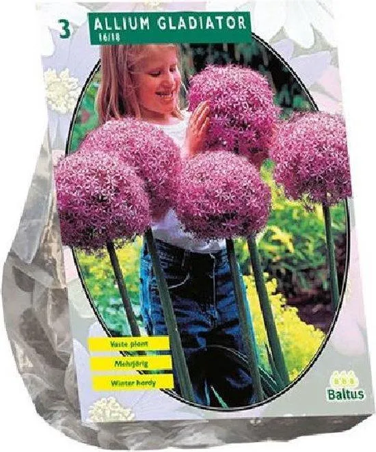 Allium Gladiator Seine Exzellenz - 3 Stück