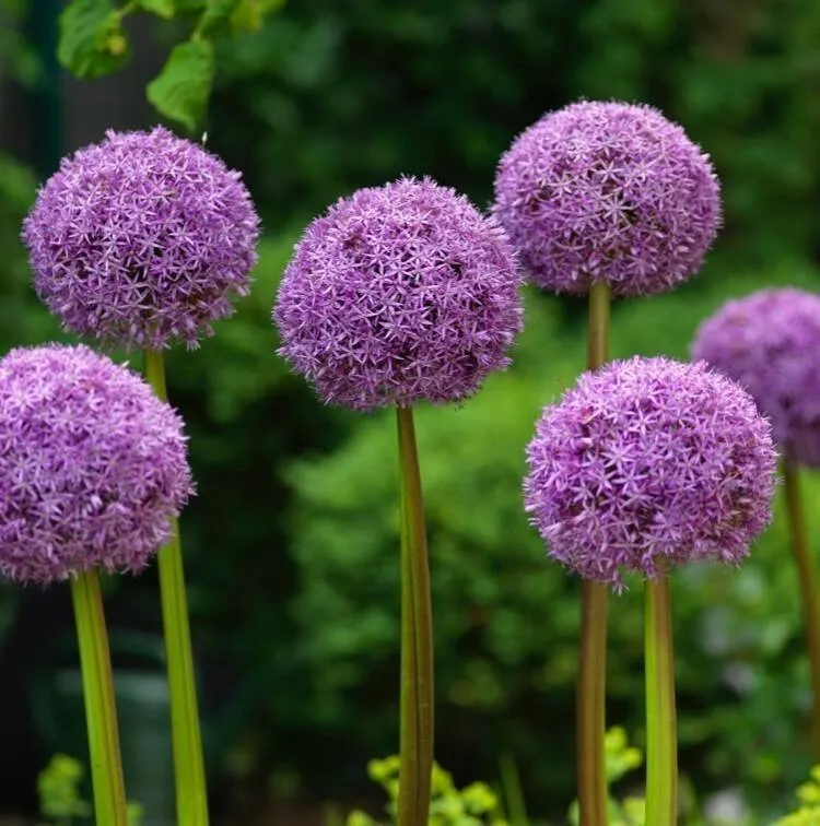 Allium Ambassador – 1 Stück