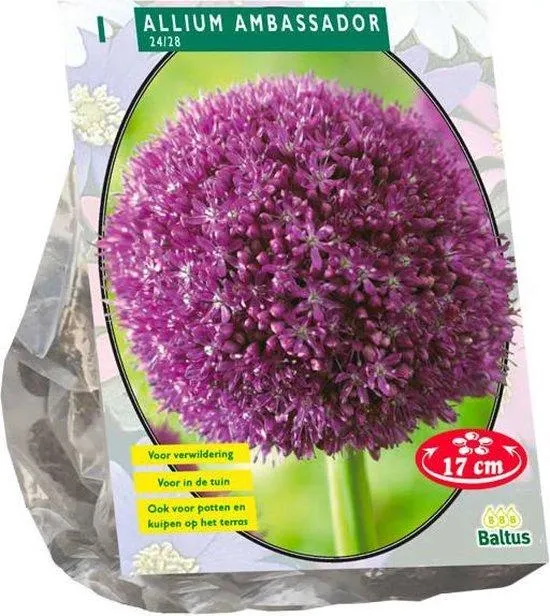 Allium Ambassador – 1 Stück