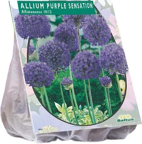 Allium aflatunense Purple Sensation - 15 Stück