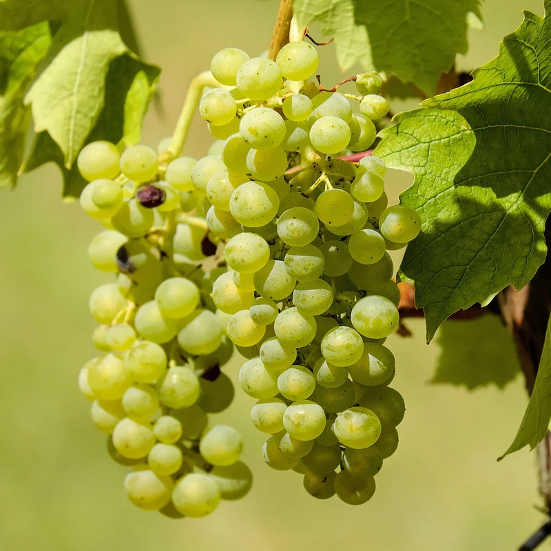 Weinrebe 'Himrod'