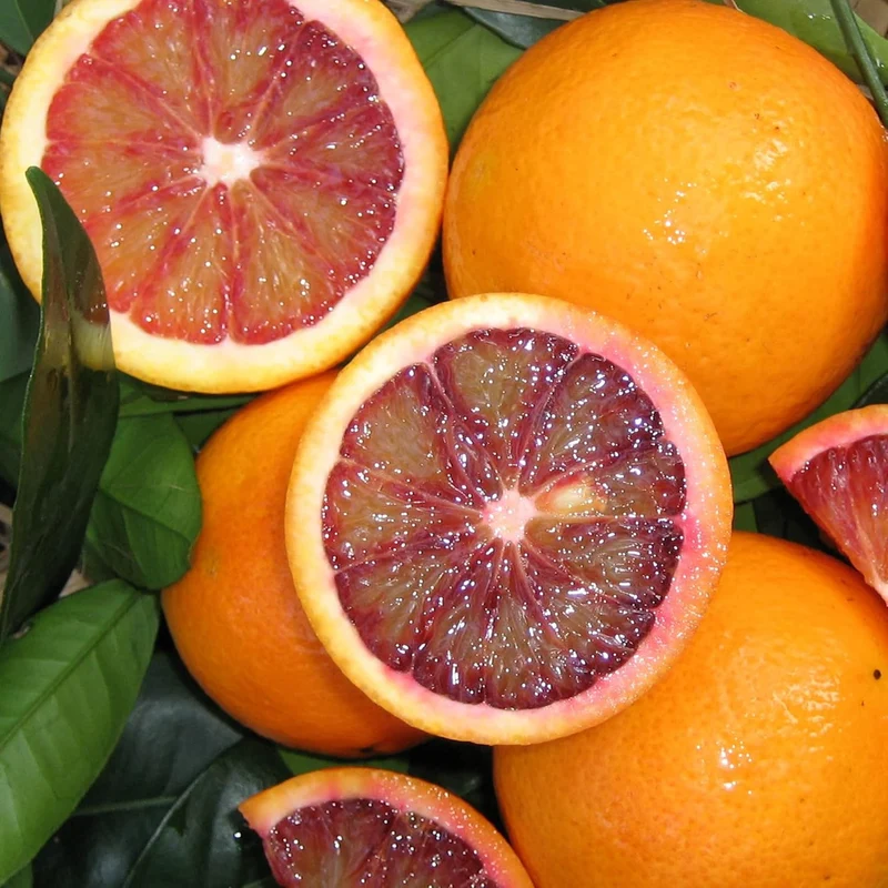 Blood Orange Tree Seeds Fast Growing, Rich in Vitamin C, Juicy, GMO Free, Ideal for Containers, Patio, Indoor And Outdoor