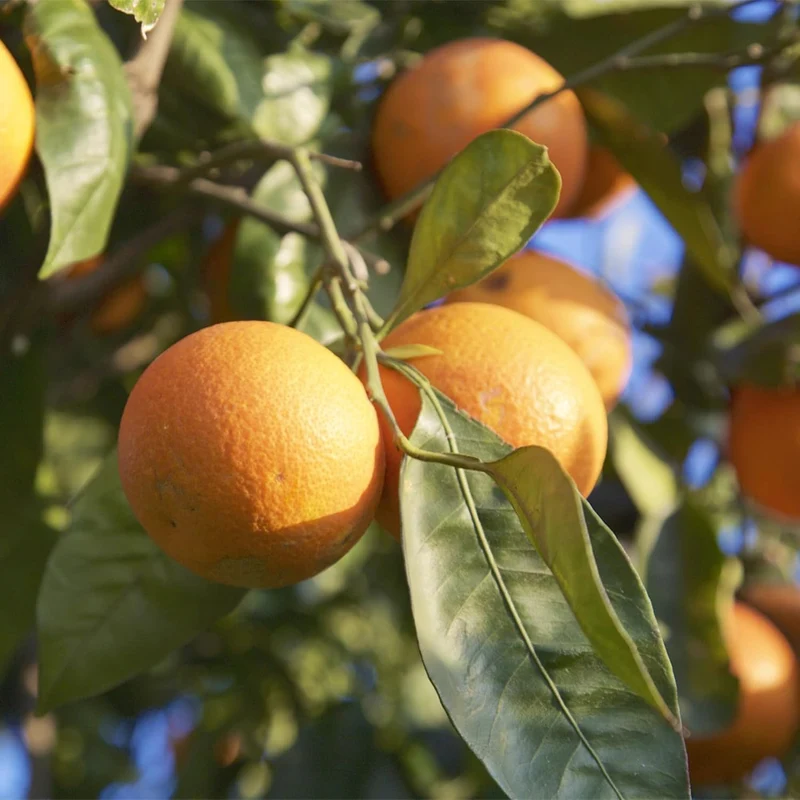 Blood Orange Tree Seeds Fast Growing, Rich in Vitamin C, Juicy, GMO Free, Ideal for Containers, Patio, Indoor And Outdoor