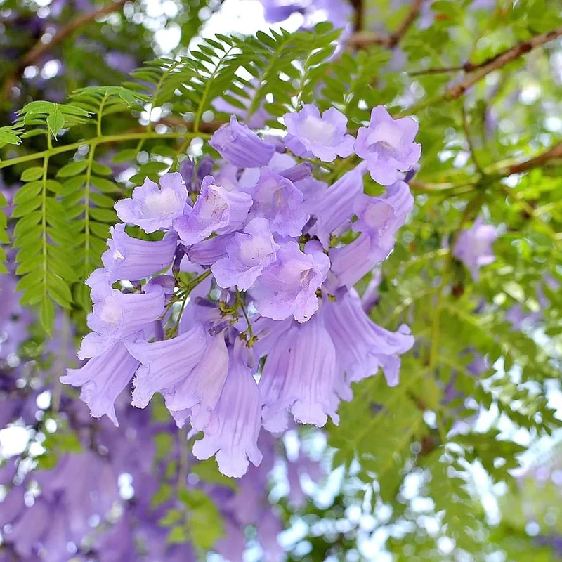 Blue Jacaranda Tree Seeds – Jacaranda mimosifolia Shade Tree