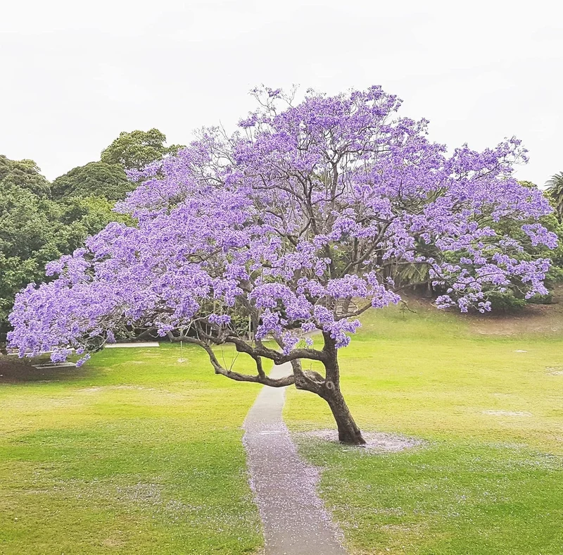Blue Jacaranda Tree Seeds – Jacaranda mimosifolia Shade Tree