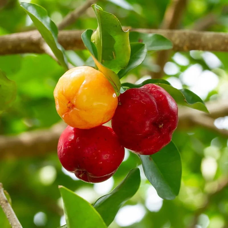 Barbados Cherry (Acerola) Seeds, Malpighia Emarginata Tropical Fruit Rich in Vitamin C & A for Juices Culinary 10Pcs Fruit Seeds