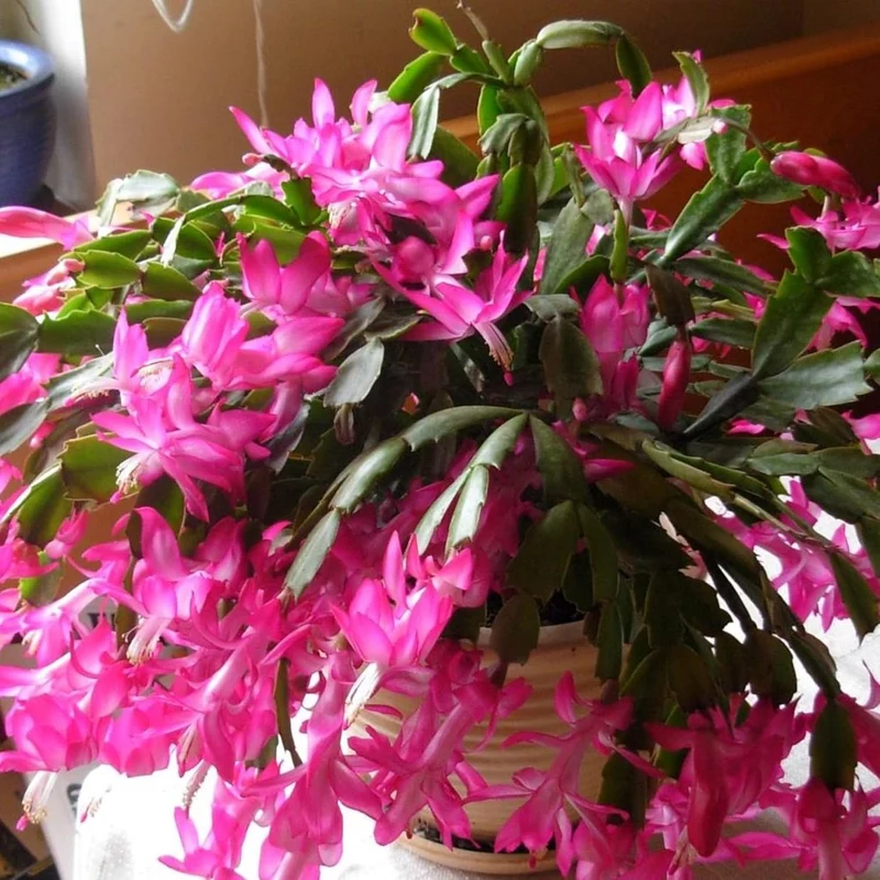 Zygocactus Seeds Crab Cactus, Christmas Cactus Ornamental Garden Decor Pots Hanging Baskets Indoor Outdoor Houseplant Flower Seeds