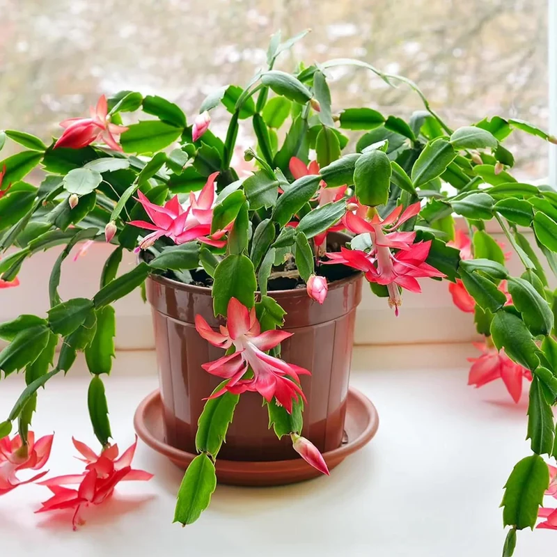 Zygocactus Seeds Crab Cactus, Christmas Cactus Ornamental Garden Decor Pots Hanging Baskets Indoor Outdoor Houseplant Flower Seeds
