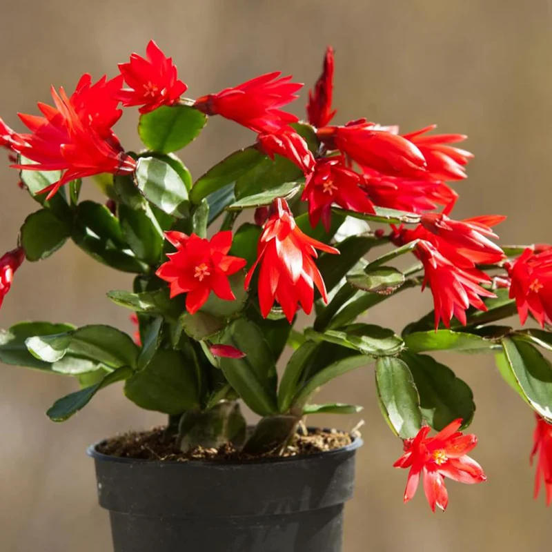 Zygocactus Seeds Crab Cactus, Christmas Cactus Ornamental Garden Decor Pots Hanging Baskets Indoor Outdoor Houseplant Flower Seeds
